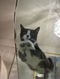 Not quite cat on glass, but it cracks me up every time. 39 Glass Table Cats Ideas Cats Cats On Glass Tables Crazy Cats
