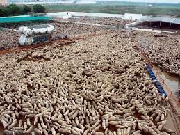 Disgusting Factory Farm Tierrecht Tierrechte Tierschutz