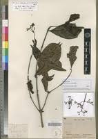 Image result for Gaertnera paniculata