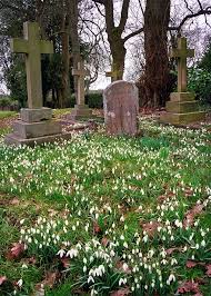 Spring Snowdrops Carpet An Old Graveyard At Knockholt Church Kent Uk Cemeteries Graveyard Cemeteries Photography
