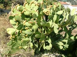 Purple prickly pear cactus pad. Pricklypear Hashtag On Twitter