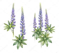 Hours may change under current circumstances Svetlana Gerasimova Lupine Flowers Flower Drawing Tutorials Flower Drawing