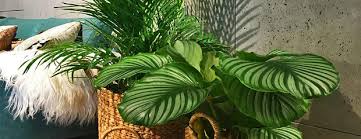 We did not find results for: Plantes D Interieur Resistantes Plantes Robustes D Interieur