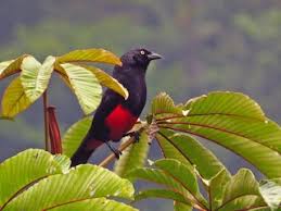 Image result for Oxyrhachis gracillima