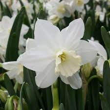 Narcissus Tresamble Triandrus Daffodil Bulbs Kevatkukkia Puutarha