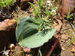 Image result for Eriospermum