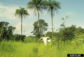 Image result for Elaeis guineensis