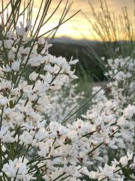 Image result for Genista