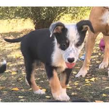 A tricolor coat is characterized by having a white and tan coat paired with another solid color. Benji Medium Male Australian Shepherd X Border Collie Mix Dog In Nsw Petrescue