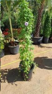 Image result for Plantago palmata