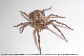 Image result for große winkelspinne biss haut reaktion