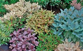 Rhododendron Mehr Als Nur Bluten Pflanzen Garten Pflanzen Gartenpflanzen