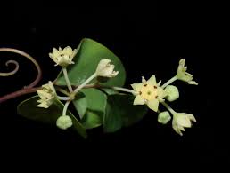 Image result for Helinus spartioides