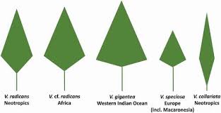 Image result for Vandenboschia gigantea