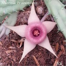 Image result for Huernia procumbens