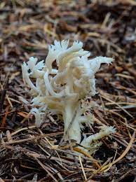 Some can produce toxins which are harmful to other reef inhabitants. White Coral Fungus Clavulina Cristata Fungi Stuffed Mushrooms Mushroom Fungi