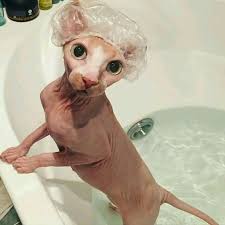 When Should You Give Your Cat A Bath Cattime Cute Hairless Cat Cute Animals Cute Cats