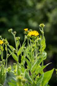 Image result for Inula