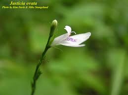 Image result for Justicia protracta