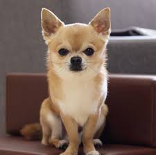 These 14 Longest Living Dog Breeds Will Be Your Companions For Years Pets Dogs Breeds Chihuahua Dogs Funny Dog Breeds