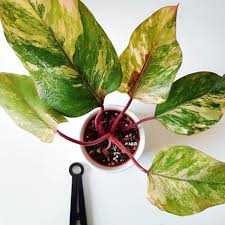 Philodendron Red Emerald Variegata By Cottoncandystories Marbled Variegated Cool Plants Philodendron Philodendron Monstera