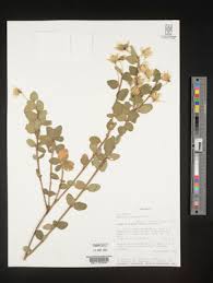 Image result for Hibiscus fuscus