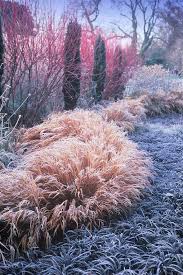 If Your Garden Is Not Likely To Be Covered In Snow All Winter This Planting Can Still Add Drama To The Winter Sea Winter Garden Winter Plants Garden Photos