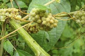 Image result for Cuscuta australis