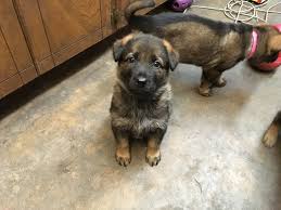 Mountain dew (stylized as mtn dew with the homonymic slogan do the dew) is a carbonated soft drink brand produced and owned by pepsico.the original formula was invented in 1940 by tennessee beverage bottlers barney and ally hartman. How We Raise Our Puppies Austerlitz German Shepherd Dogs