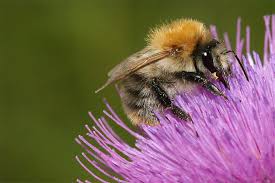 See more of bienen & hummeln im garten on facebook. Hummeln Nabu