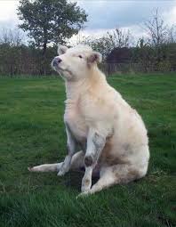 Here Are Some Adorable Cows Sitting Like Dogs Cute Animals Animals Fluffy Cows