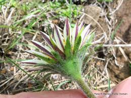 Image result for Psammotropha myriantha