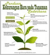 Sangat mudah dirawat dan ditemukan, sirih gading bisa menjadi alternatif tanaman hias daun selanjutnya untuk menghiasi taman rumahmu. Mz Fertigasi Enterprise Sintom Kekurangan Unsur Mineral