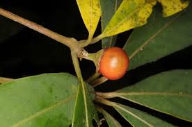 Image result for Actinodaphne