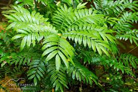 Image result for Ptisana