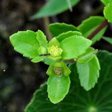 Image result for Enydra fluctuans