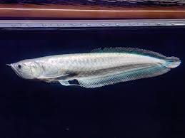 プラチナ・ブラックアロワナ NO.1[Platinum-black-1]