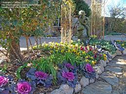 Catalog garden flowers ornamental plants flowering shrubs and trees ornamental shrubs and trees house flowers house plants house cactuses shelter in winter requires shelter. Texas Gardening Winter Flowers 1 By Drthor