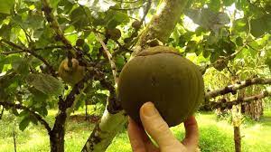 jungle survival food chupa chupa fruit survival food fruit avocado