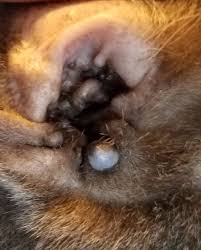 Fundraiser By Amy J Good Amos Purrton S Surgery
