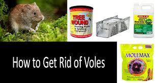 Voles are small rodents that are relatives of lemmings and hamsters, but with a stouter body; How To Get Rid Of Voles 10 Best Vole Traps Repellents And Poisons In 2021