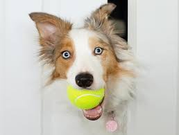 The purpose of this page is to promote discussion of the collie breed or general canine topics. Border Collie Breed Information Guide Facts Pictures Bark