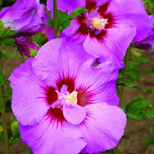 Image result for Hibiscus shirensis