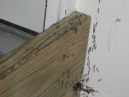 Discovered termites on your property? Aa Rid All Termite Pest Co 732 State St Y Bowling Green Ky Pest Control Supplies Equipment Mapquest