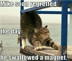 Out of all animals on the planet, there is no other creature linked to the internet memes world more than felines. 25 Funny Cat Memes That Will Make You Lol