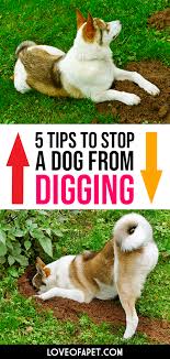 How To Stop A Dog From Digging 5 Tips Love Of A Pet Dog Training Digging Dogs Dog Solution