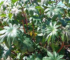 Image result for Ricinus communis
