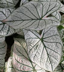 Caladium 'White Christmas' Bulbs — Buy 'Angel Wings' Online At Farmer Gracy  Uk