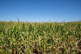 Wiggins, Colorado 216 acres Land and Water | Hayden Outdoors