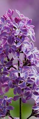 Pin By Iisperi On Art Flower Photos Pretty Flowers Beautiful Flowers